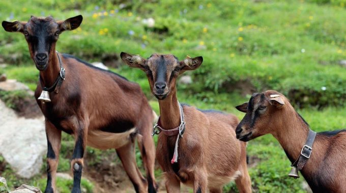sejarah ibadah korban