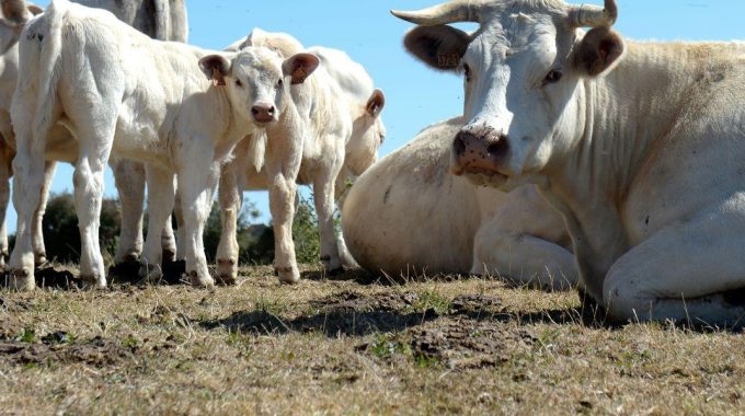 pembahagian daging korban